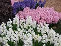 Hyacinths under tree